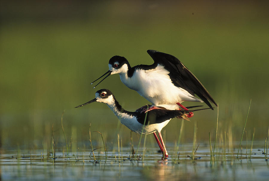 Black Necked Stilt Couple Mating North Photograph by Tim Fitzharris