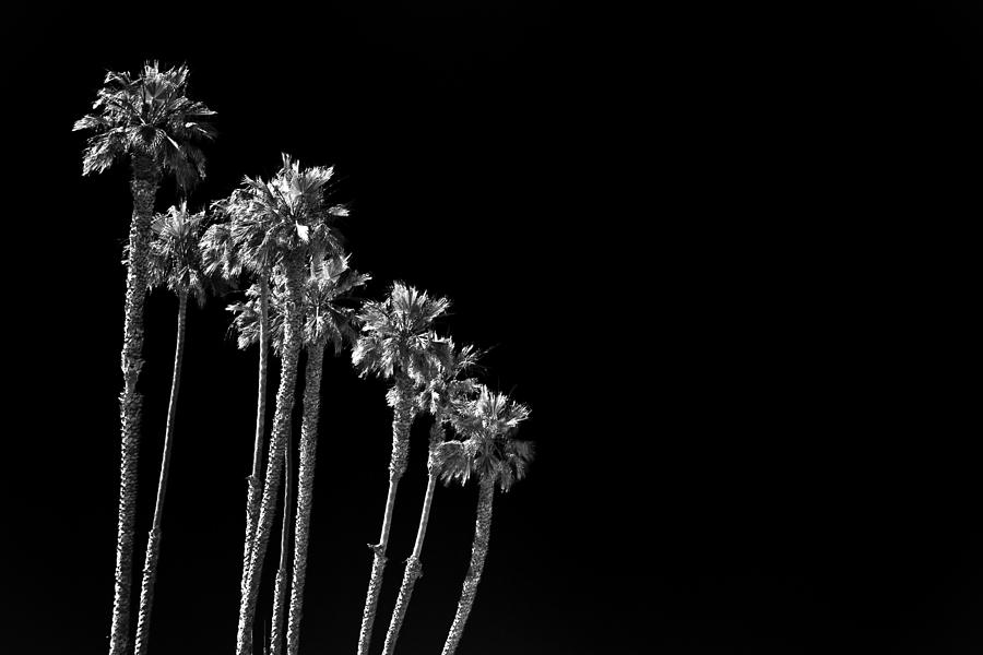 black Palms Photograph by Ralf Kaiser