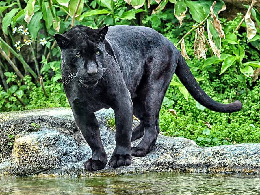 Black Panther Photograph by Wade Aiken