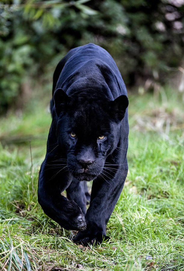 1000+ images about Black Panthers on Pinterest | Panthers, Black Jaguar ...