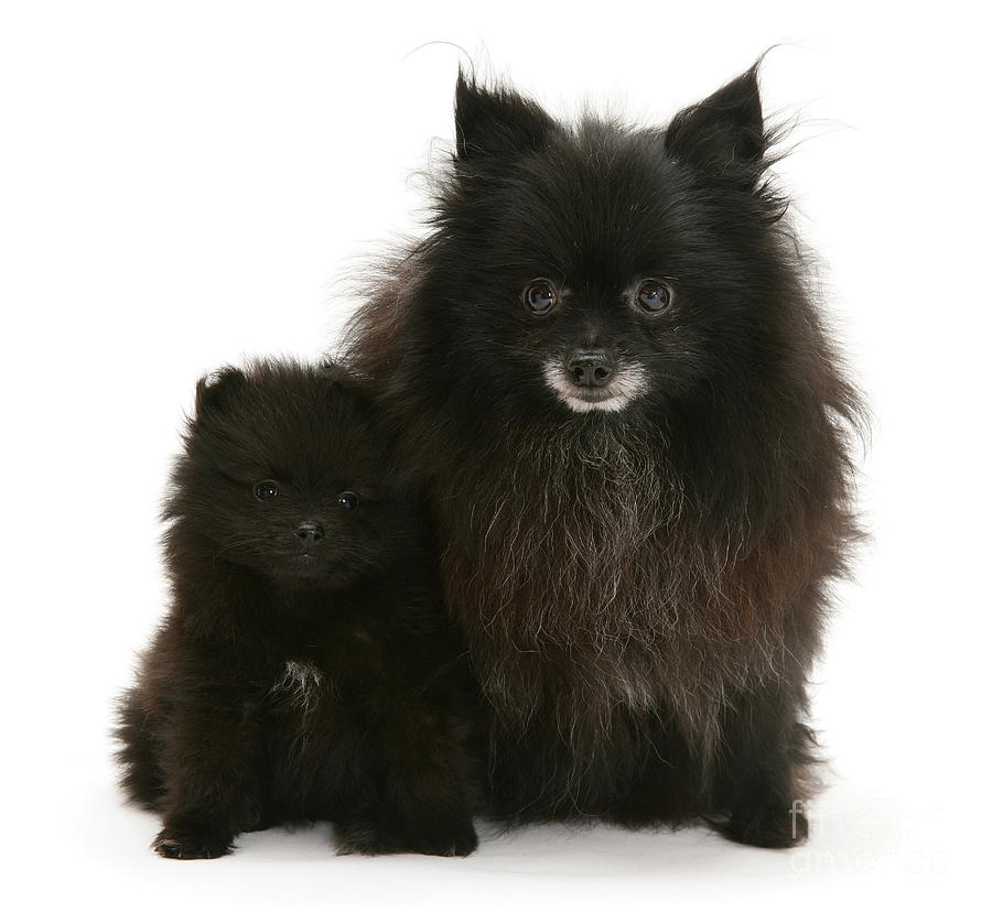 Black Pomeranian And Puppy Photograph by Jane Burton