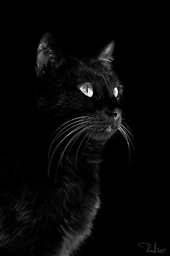 Black portrait Photograph by Raffaella Lunelli