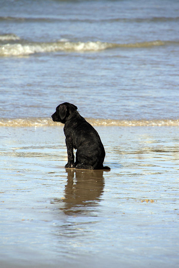 Dog Photograph - Black Puppy At The Waters Edge by Noel Elliot