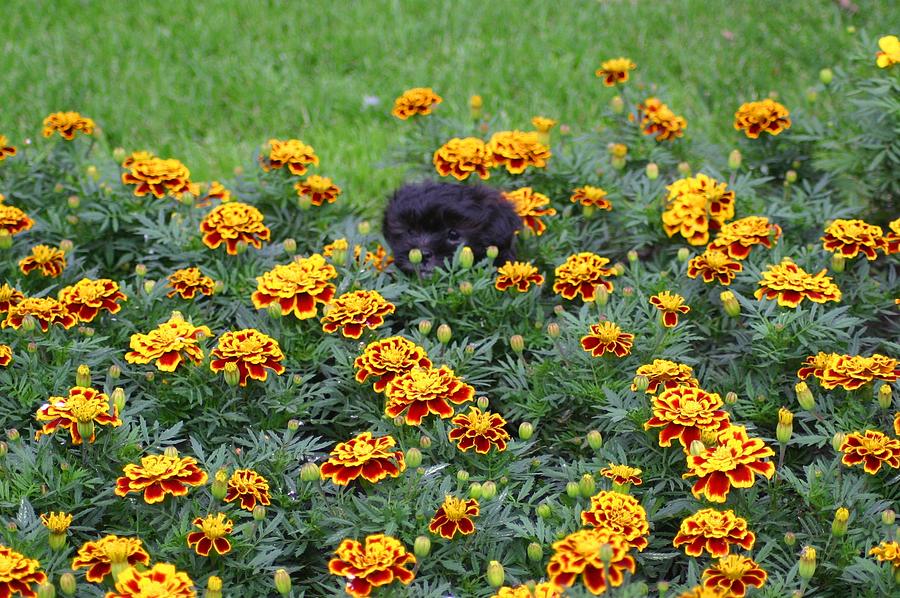 Black Puppy In A Bed of Flowers Photograph by Jeanne Andrews