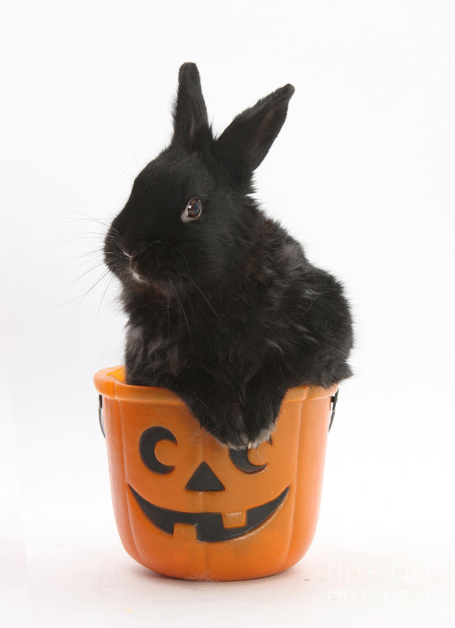 Black Rabbit In A Halloween Bucket  by Mark Taylor