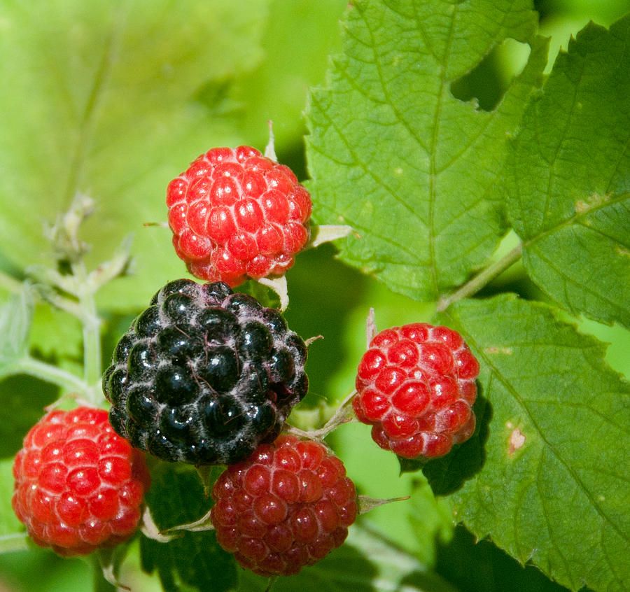 Nature Photograph - Black Raspberries by Jim Albert