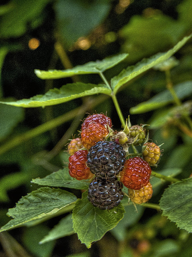 Black Raspberry Dream Photograph by William Fields