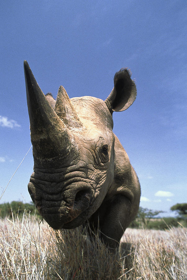 Black Rhinoceros Diceros Bicornis Photograph by Gerry Ellis