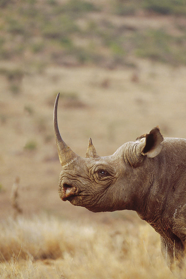 Black Rhinoceros Diceros Bicornis Male Photograph by Gerry Ellis