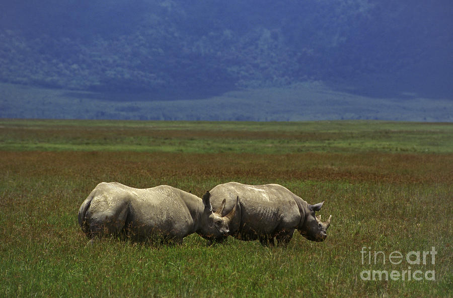Black Rhinos - Ngorongoro Crater Tanzania Photograph by Craig Lovell