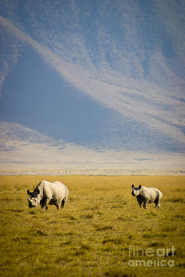 Black Rhinos Walking Across the Crater Photograph by Darcy Michaelchuk