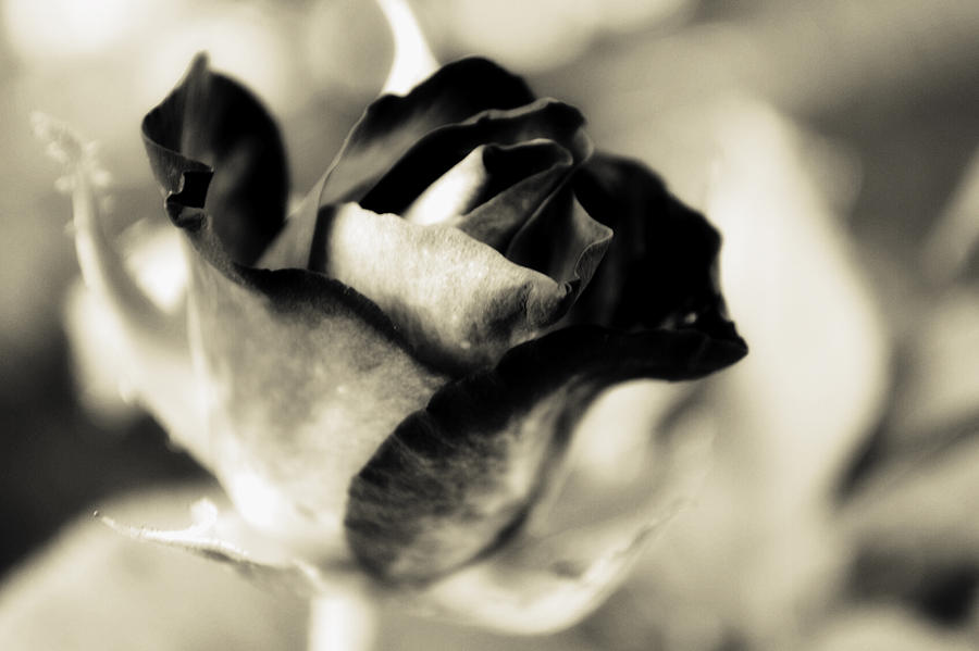 Black And White Photograph - Black Rose 2 by Lorelei  Marie