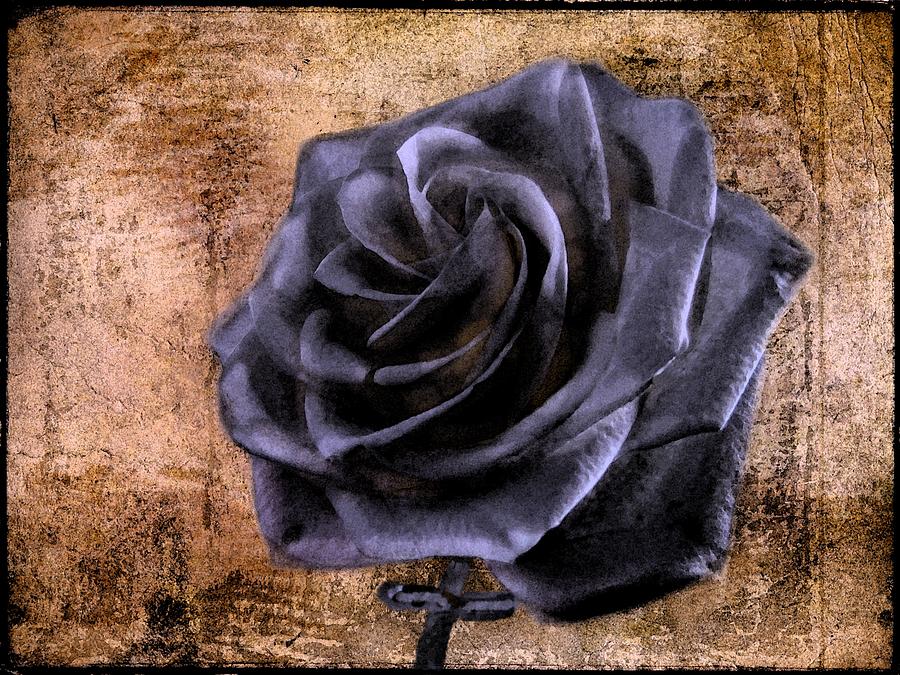 Black Rose Eternal   Photograph by David Dehner