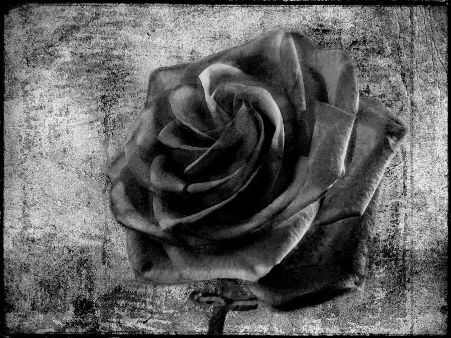 Black Rose Eternal  BW Photograph by David Dehner