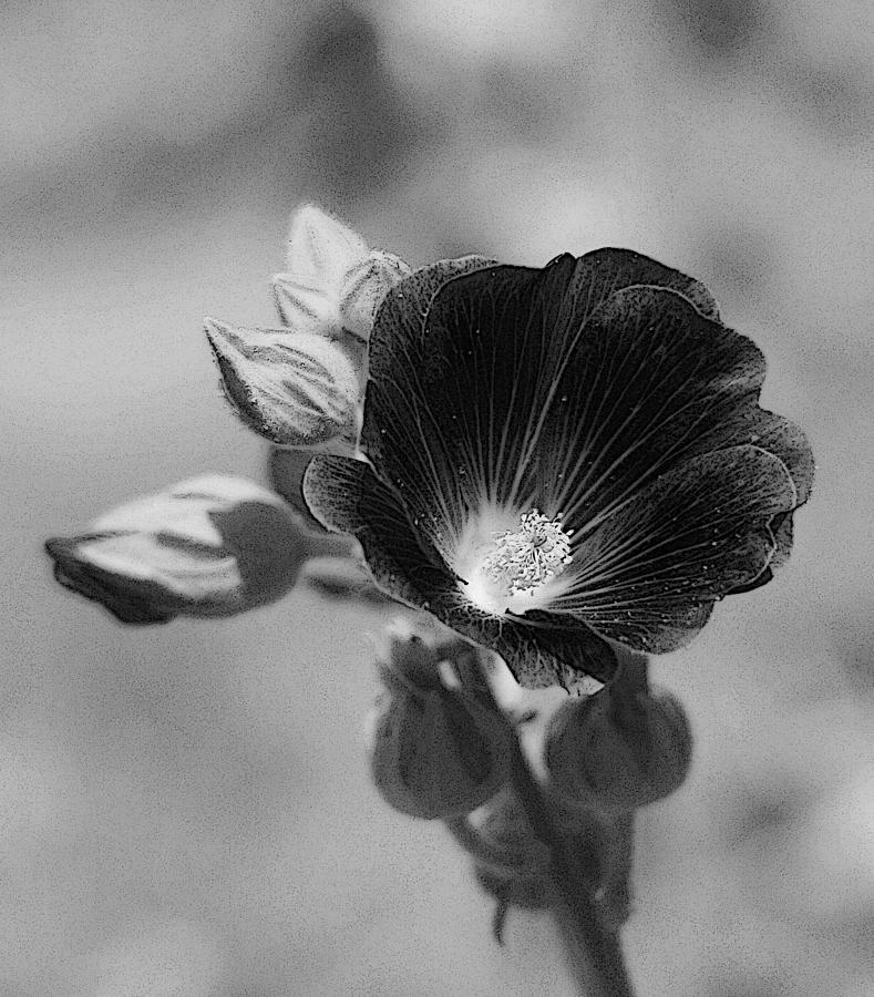 Rose Photograph - Black Rose by HW Kateley