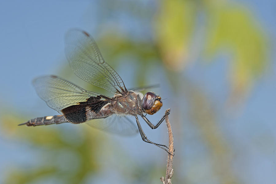 Black Saddlebags Dragonfly Photograph by Bonnie Barry