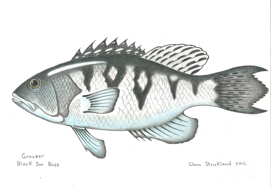 Black Sea Bass Drawing by Glenn Strickland