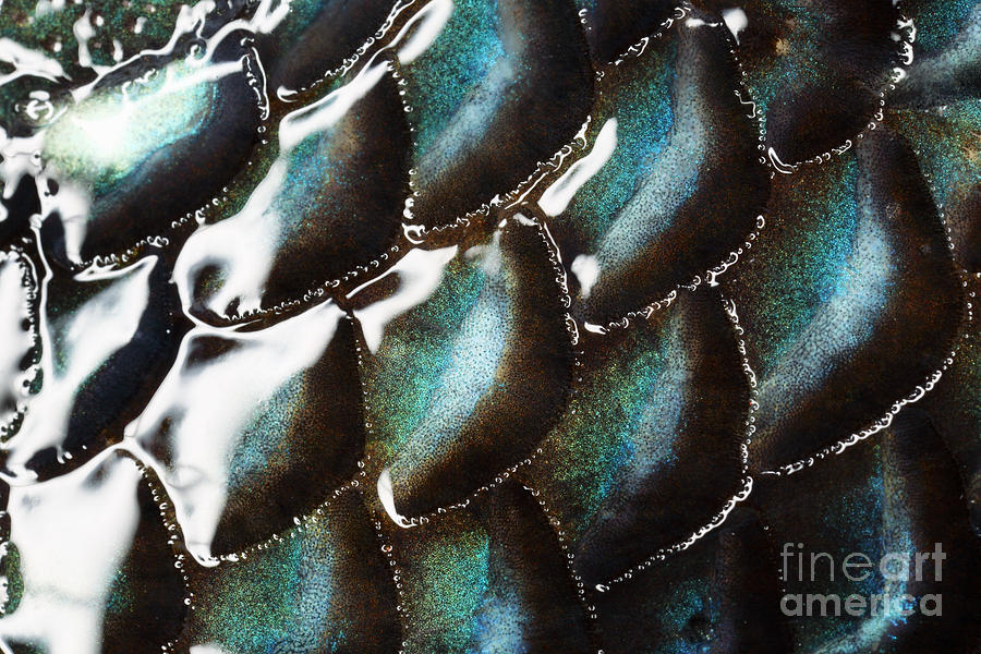 Black Sea Bass Scales Photograph by Ted Kinsman - Pixels