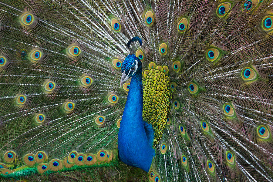 Black-shouldered Peacock Photograph by Marx Broszio - Fine Art America