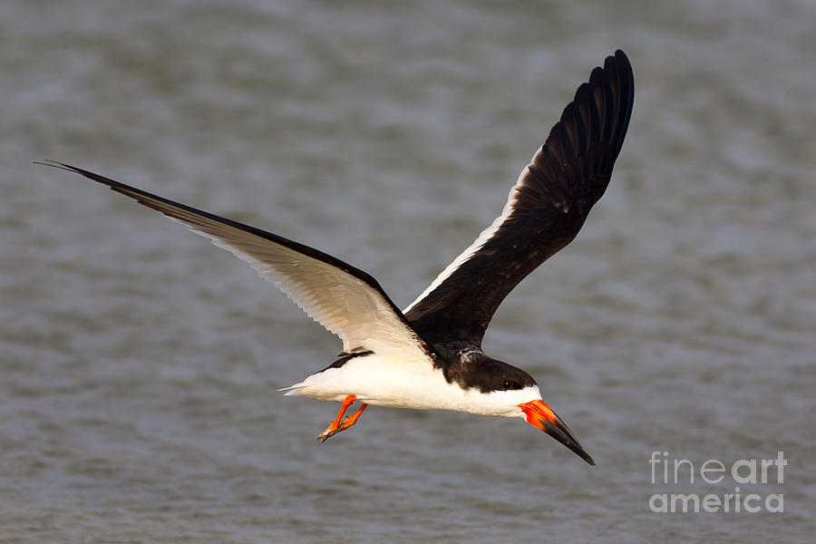 Black Skimmer I Photograph by Clarence Holmes