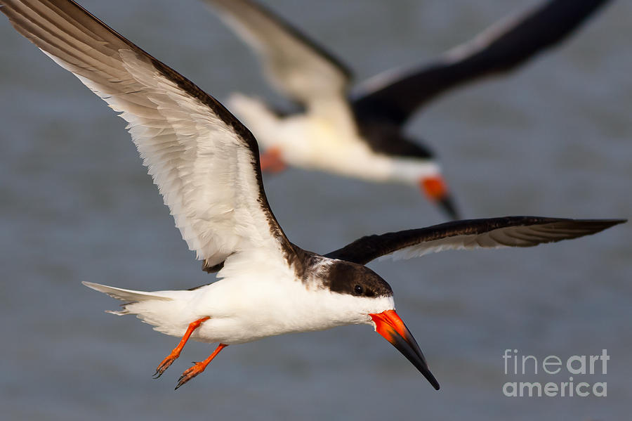 Black Skimmers Flying Photograph by Clarence Holmes
