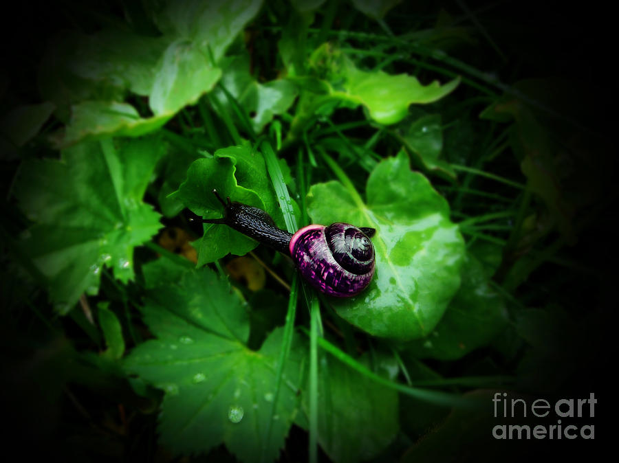 Black Snail on Foliage Digital Art by Lisa Redfern