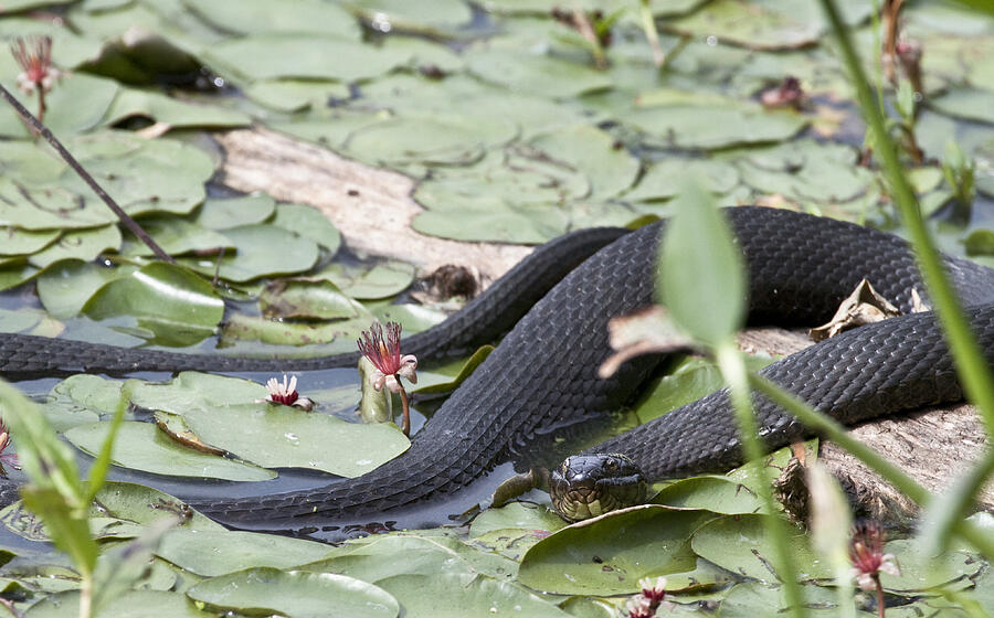 Snake in the Lillies Photograph by Jeannette Hunt