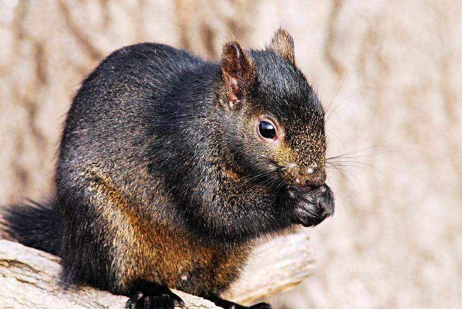 Black Squirrel Photograph by Larry Ricker