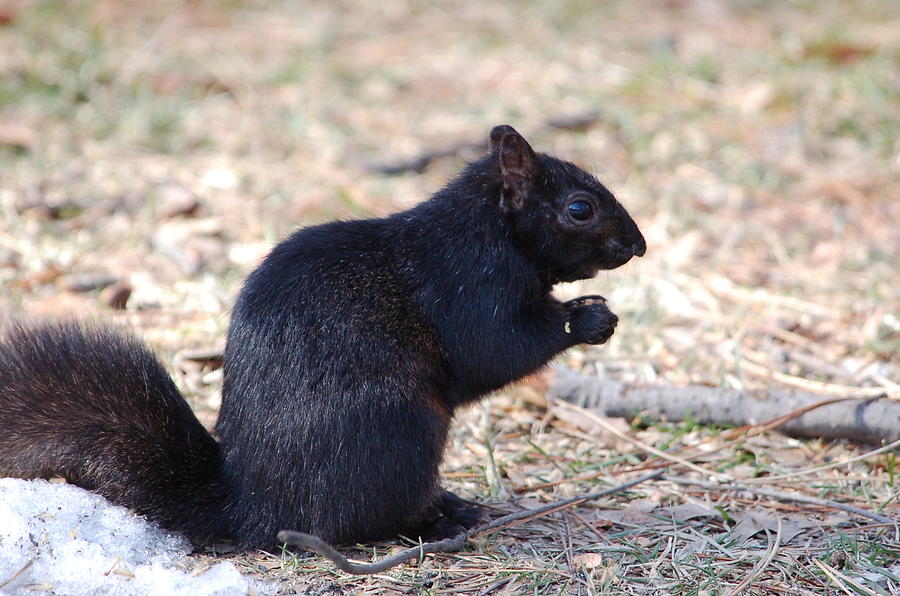 Black Squirrel of Central Park Photograph by Sarah McKoy
