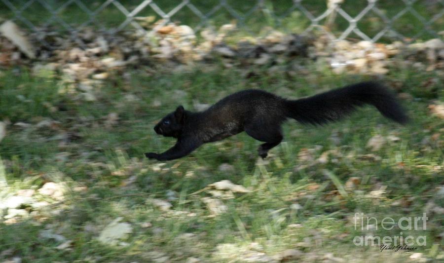 Black Squirrl on Run Photograph by Yumi Johnson