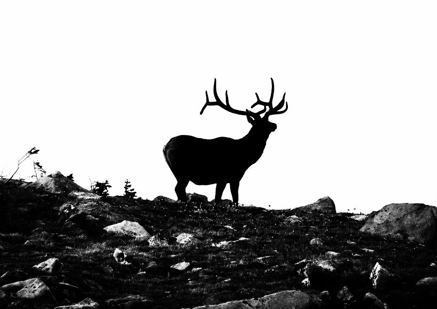 Black Stag Photograph by Kevin Munro