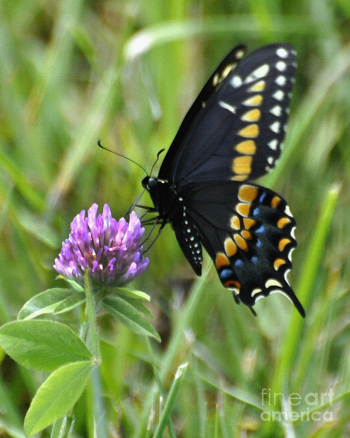Butterfly Painting - Black Swallow Tail on Clover by Diane E Berry