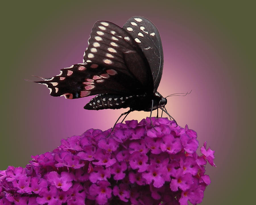Black Swallowtail 1 Photograph by Torie Tiffany