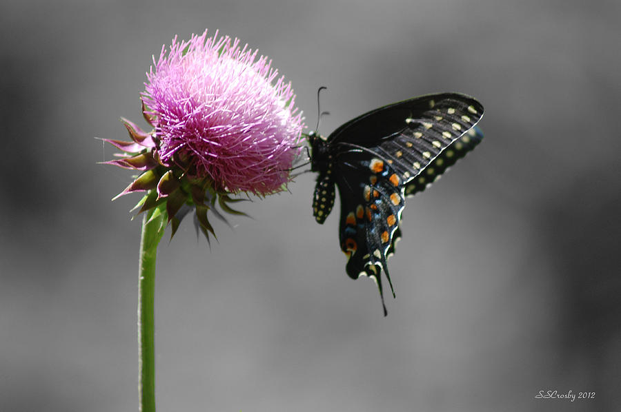 Black Swallowtail and Thistle Photograph by Susan Stevens Crosby