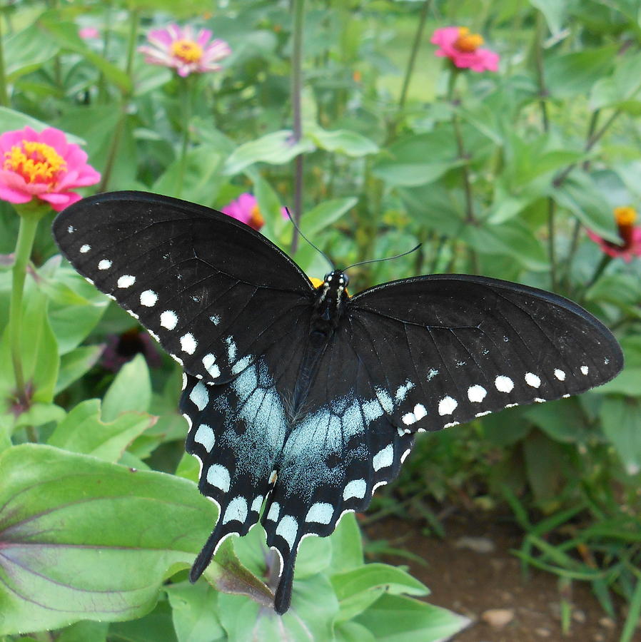 Black Swallowtail Butterfly Photograph by Diannah Lynch