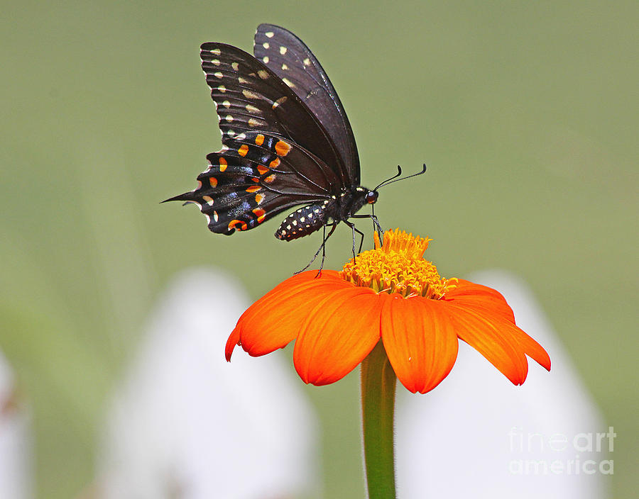 Black Swallowtail Butterfly Photograph by Jack Schultz