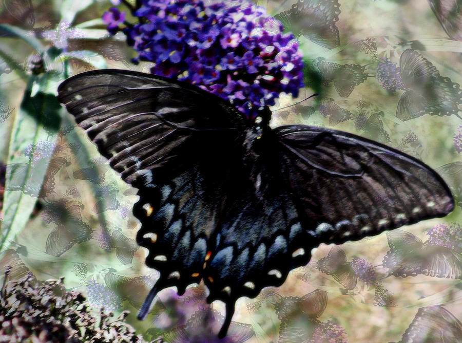 Black Swallowtail Butterfly Photograph by Kay Novy