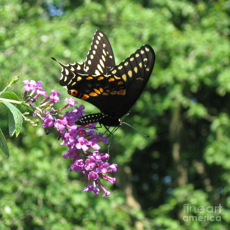 Black Swallowtail Butterfly  Photograph by Nancy Patterson