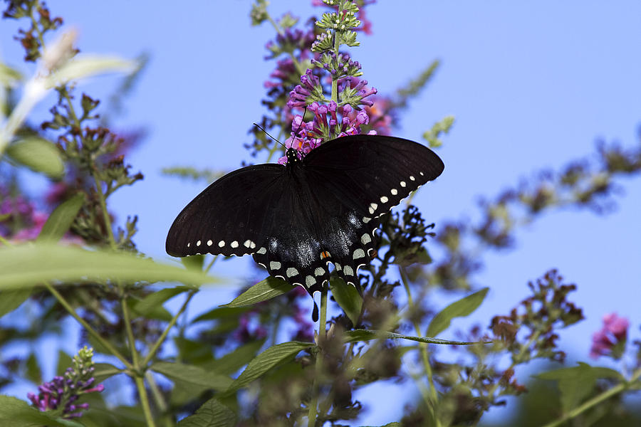 Black Swallowtail Butterfly Photograph by Trudy Wilkerson