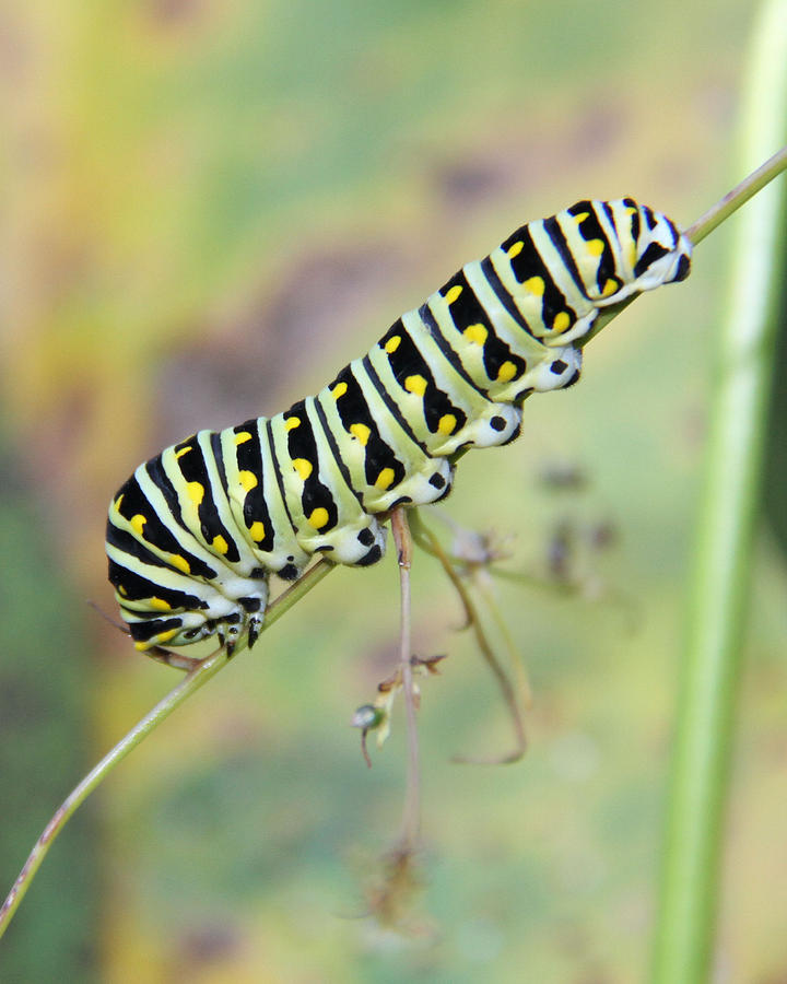 Black Swallowtail caterpillar Photograph by Doris Potter
