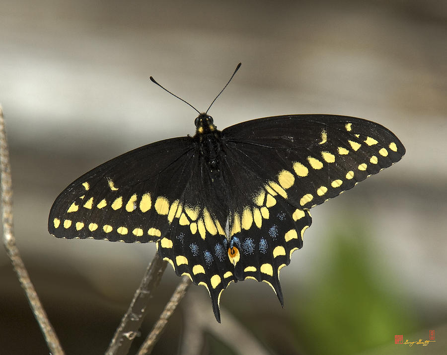 Black Swallowtail DIN103 Photograph by Gerry Gantt