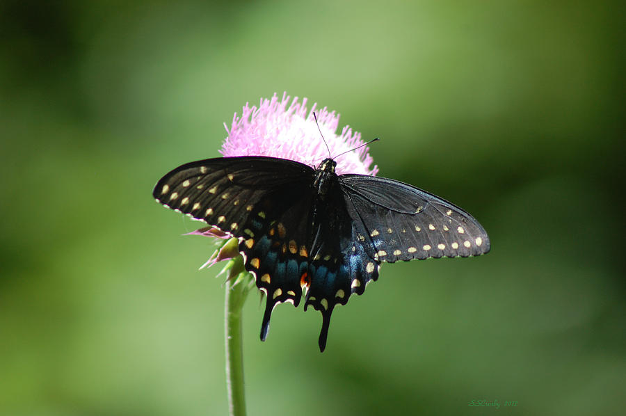 Black Swallowtail in Macro Photograph by Susan Stevens Crosby