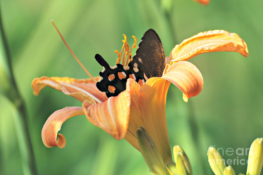 Black Swallowtail in Orange Lily Photograph by Lila Fisher-Wenzel