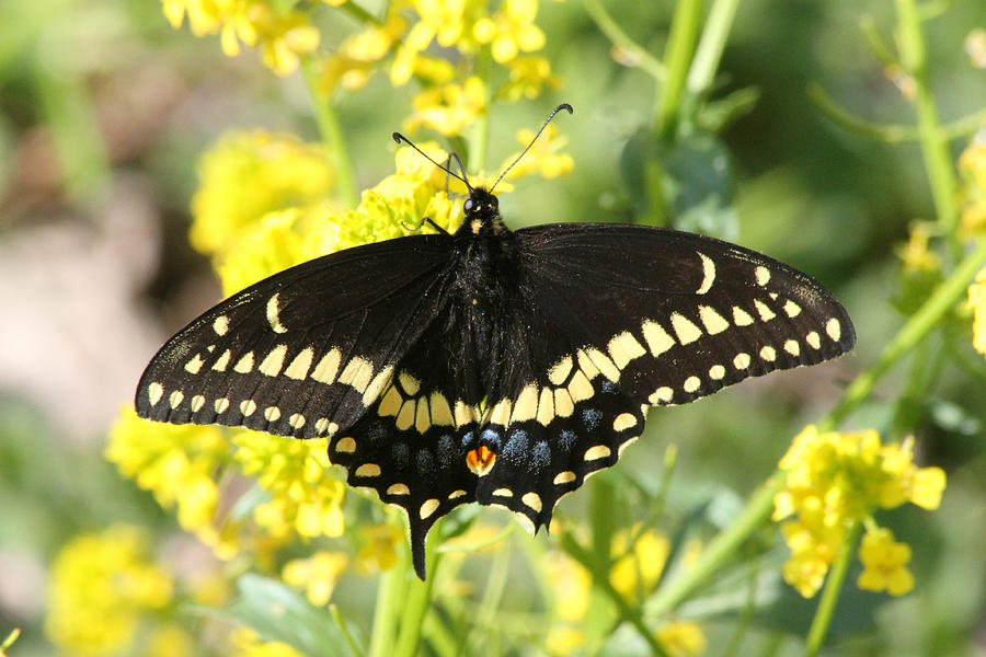 Black Swallowtail Photograph by Mark J Seefeldt