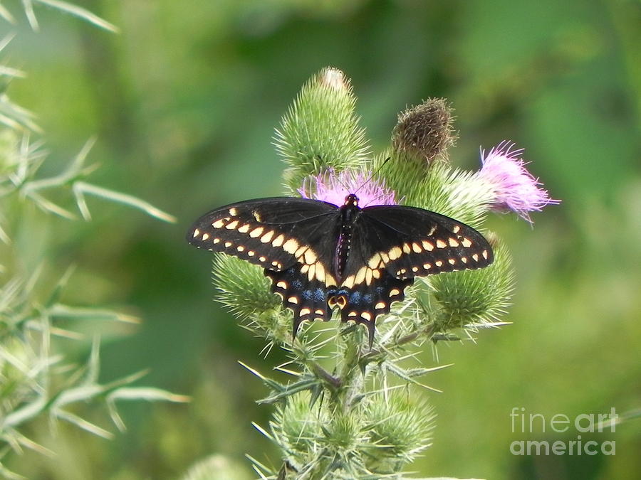 Butterfly Photograph - Black Swallowtail by Sandy Owens