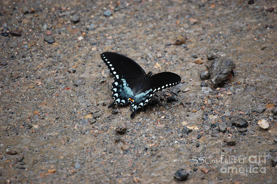 Black Swallowtail Photograph by Susan Stevens Crosby