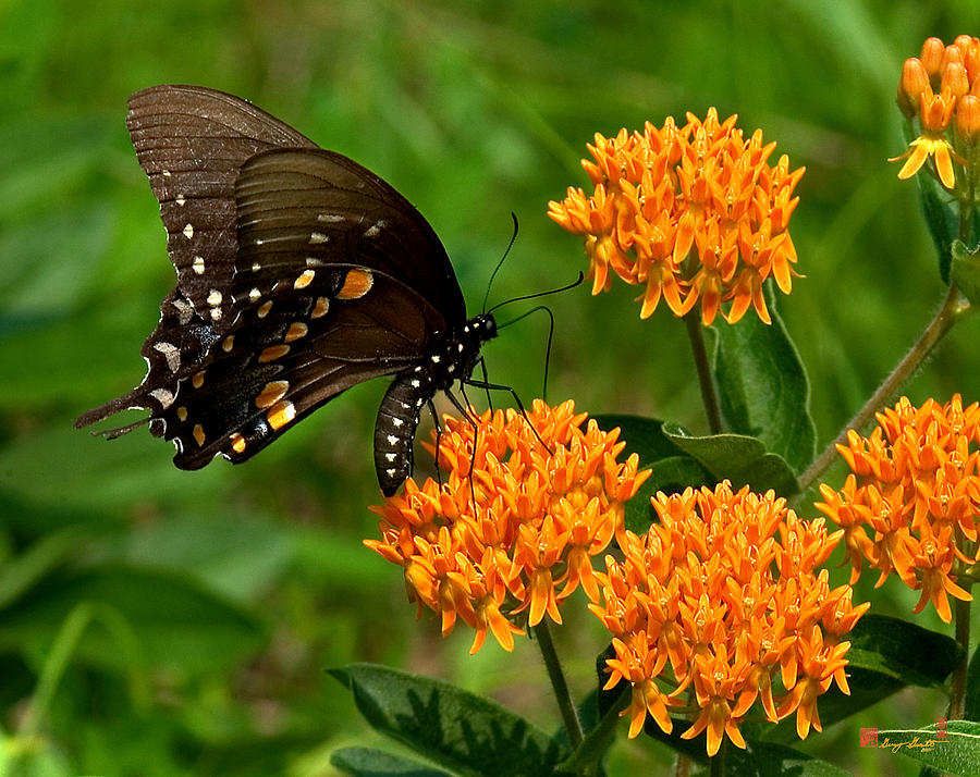 Black Swallowtail Visiting Butterfly Weed DIN012 Photograph by Gerry Gantt