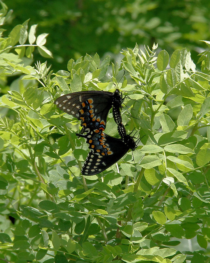 Black Swallowtails mating Photograph by Doris Potter