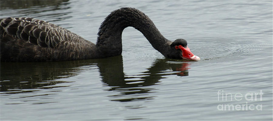 Black Swan Australia Photograph by Bob Christopher