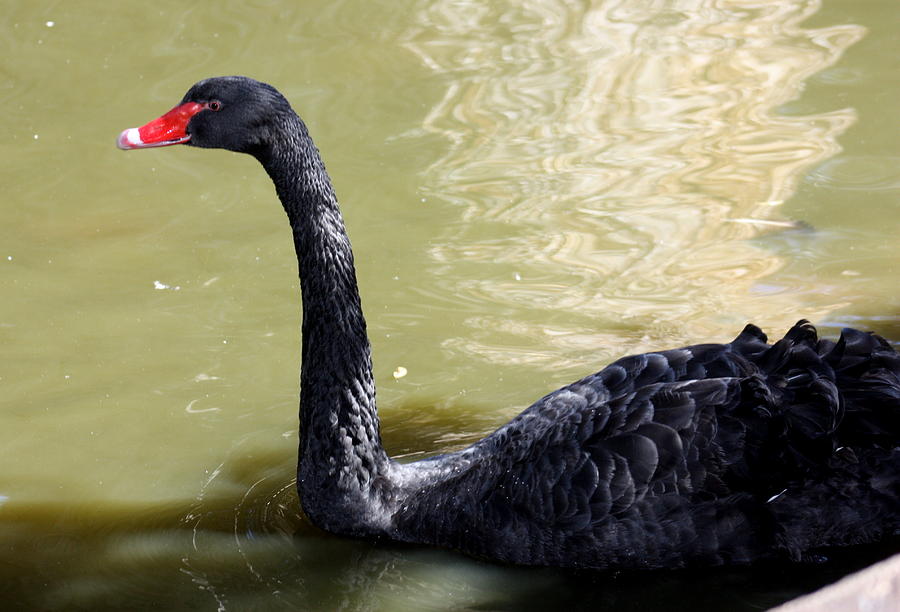 Black Swan Beauty Photograph by Kim Galluzzo